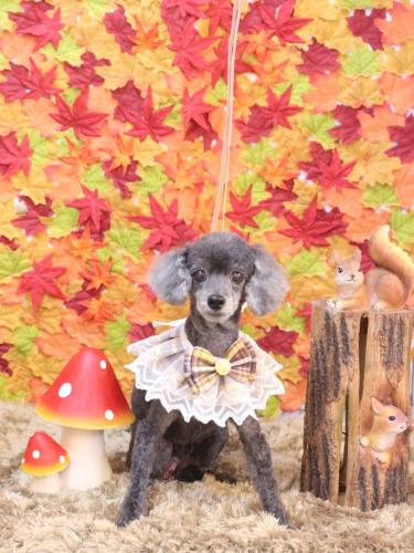 20241102もっぷくん